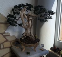Bonsai Olivenbaum