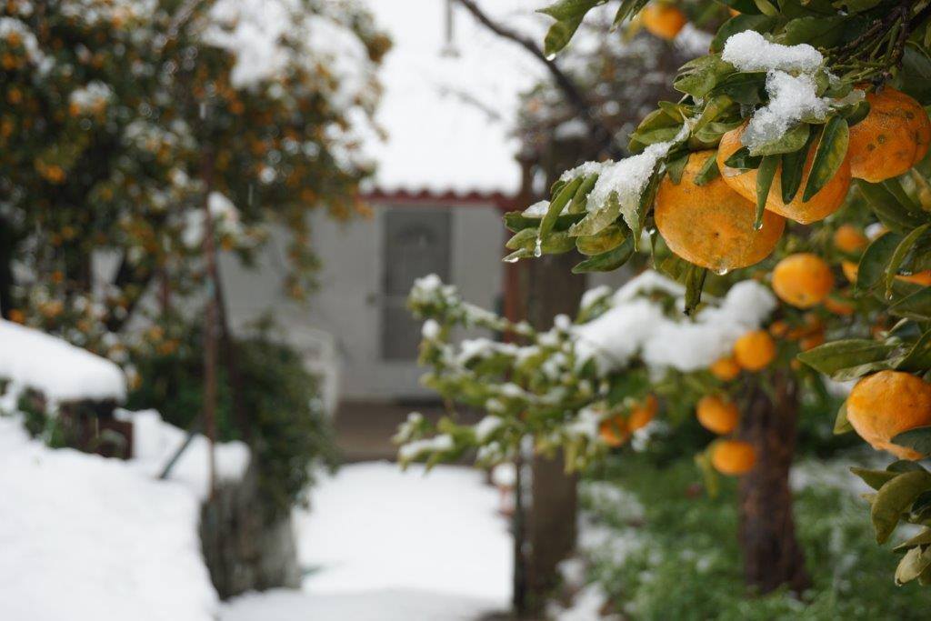 Mandarinen_im_Schnee