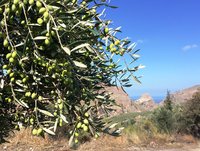 Olivenernte Kreta
