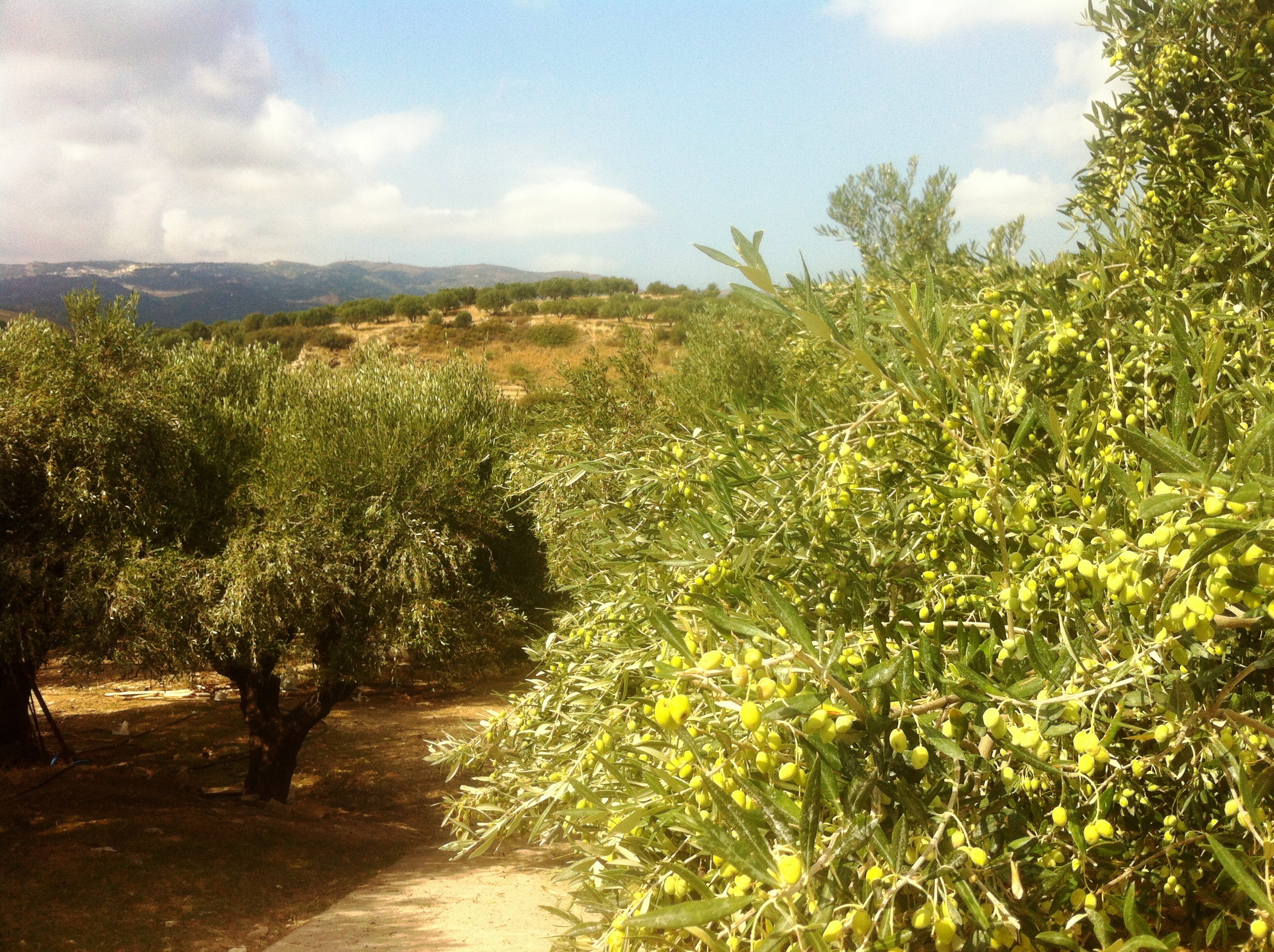 Olivenproduktion_Kreta